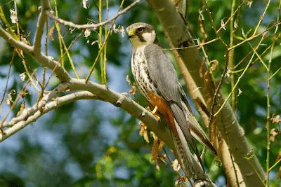 Photo of adult Eurasian Hobby perched on a branch