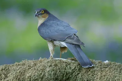 Photo of adult male Eurasian Sparrowhawk perched on a branch