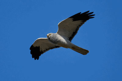 Photo of adult male Hen Harrier in flight