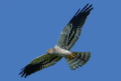 Photo of adult male Montagus Harrier in flight