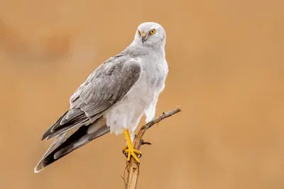 Photo of adult male Pallid Harrier perched on a branch