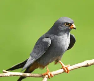Photo of adult male Red-footed Falcon perched on a branch