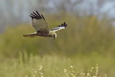 Photo of adult male Western March Harrier hunting low over open ground