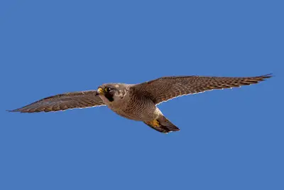 Photo of barbary falcon in flight