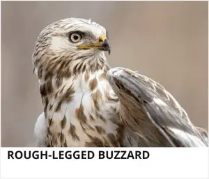 Rough-legged Buzzard