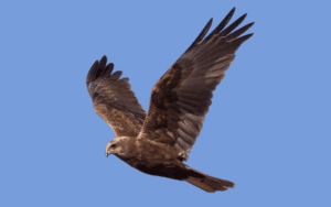 European Raptors - Identification, Biology & Conservation