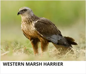 Western Marsh Harrier