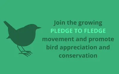 Pledge 2 Fledge Banner to promote awareness of European birds of prey