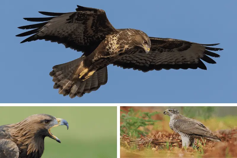 European birds of prey identification and biology