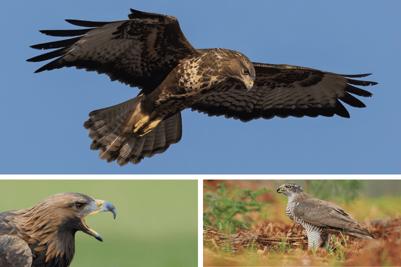 Britain's birds of prey: The Country Life guide to raptors