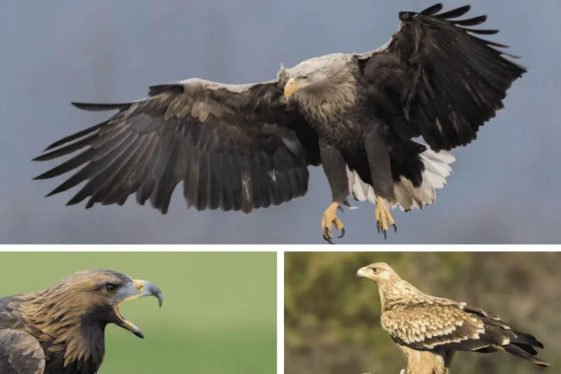 Types of Eagles in Europe - identification and biology.