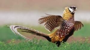 Reeves Pheasant 101: Everything You Need to Know - European Raptors