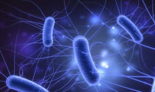 E. coli Infections: From Immediate Symptoms to Long-term Health Effects