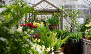 The Blooming Haven: Exploring the Wonders of a Garden Center