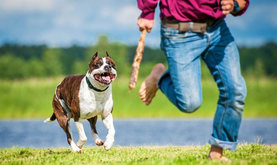 Understanding the Role of a Dog Bite Attorney in Seeking Legal Recourse