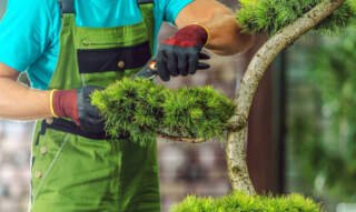 Enhancing Your Landscape: The Aesthetic Benefits of Tree Trimming