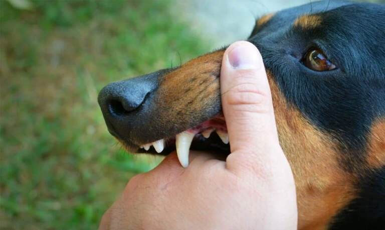 How to File a Dog Bite Claim: A Comprehensive Guide