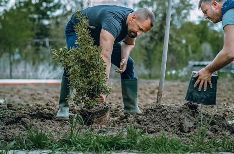 Tree Planting Professional