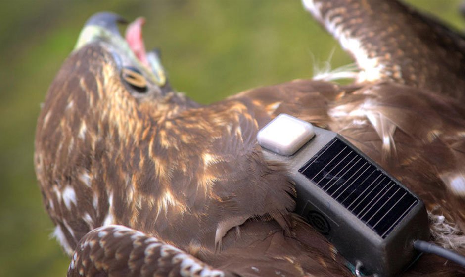 How GPS Technology is Revolutionizing the Conservation of Endangered Raptors