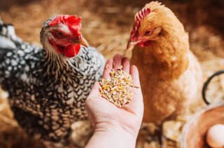 How to Keep Your Chickens Active and Productive Year-Round