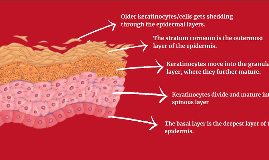 The-Process-of-Cell-Turnover