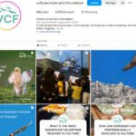 Top 5 Instagram pages related to Griffon Vulture Foundation