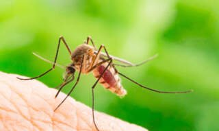 Effective Ways to Keep Mosquitoes Out of Your Yard All Summer Long