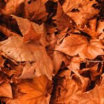 Fall Activities for Adults