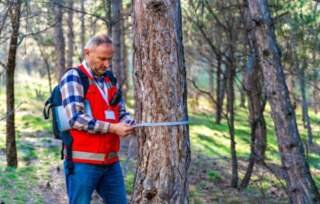 Tree Risk Assessments: A Critical Component of Landscape Management Plans