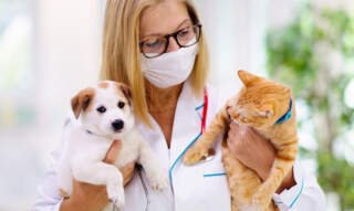 Debunking 4 Common Misconceptions About Pet Insurance