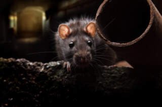 How to Get Rid of Mice in Your Attic or Basement?