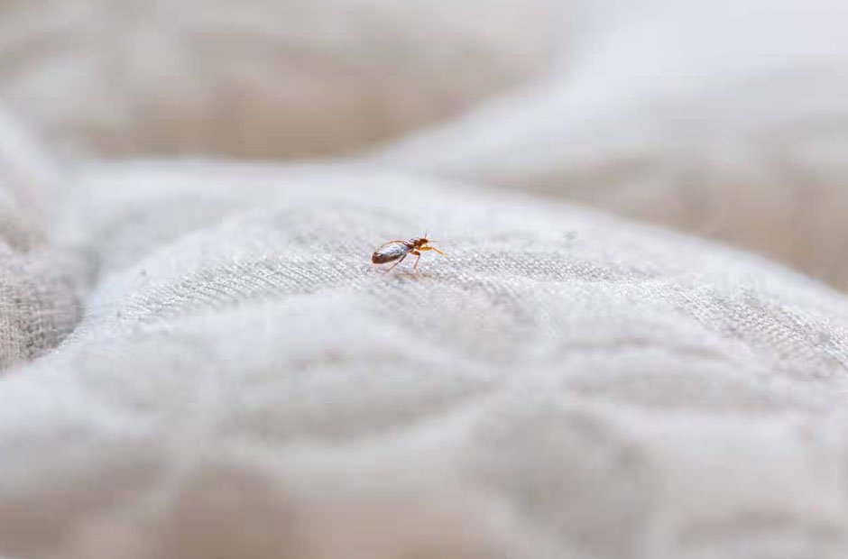 The Ultimate Guide to Bed Bug Treatment: Everything You Need to Know