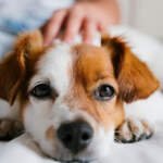 How to Know If Your Pet is Sick and What To Do