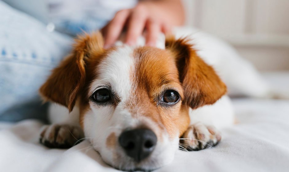 How to Know If Your Pet is Sick and What To Do