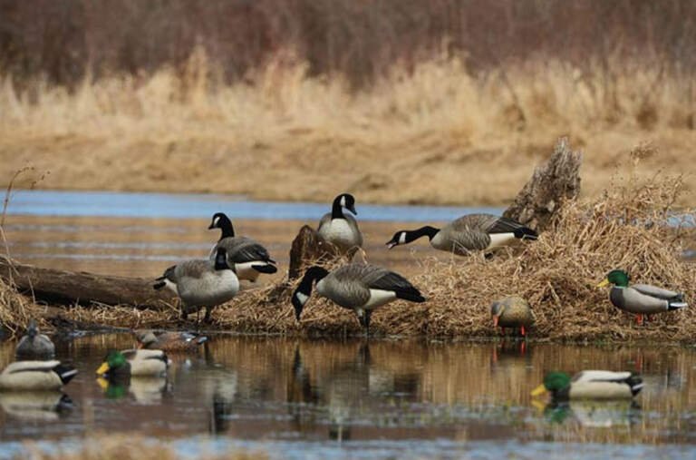 4 Common Mistakes to Avoid When Using Duck and Goose Floater Decoys