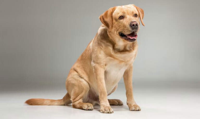 Self-Service Dog Wash in NYC: Clean Paws, Happy Tails!