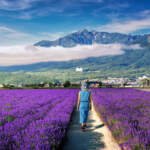 The Ultimate Summer Itinerary for Exploring Furano and Biei’s Natural Wonders