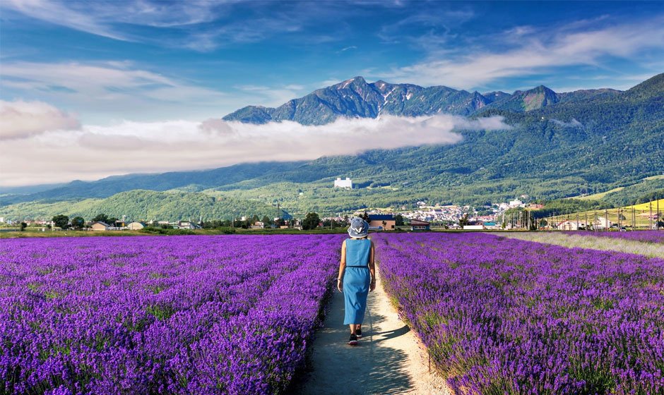 The Ultimate Summer Itinerary for Exploring Furano and Biei’s Natural Wonders