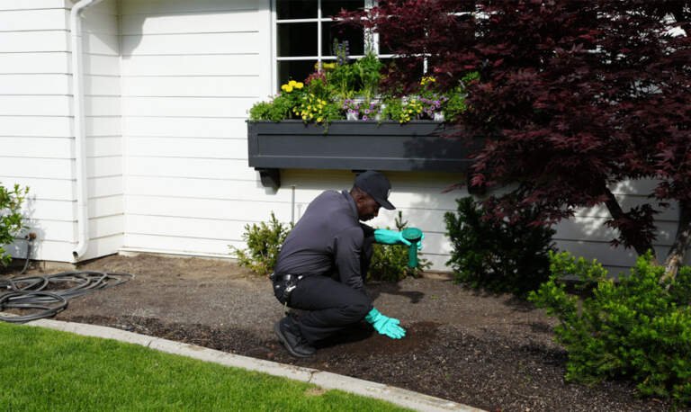 Understanding Pest Control Services Available in Riverside for Every Homeowner