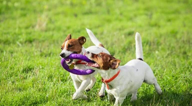 How to Choose the Best Eco-Friendly Dog Toys