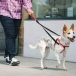 Expert Tips from Dog Trainers on No Pull Harnesses