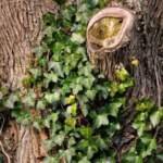 Top Benefits of Regular Vine Removal for Homeowners