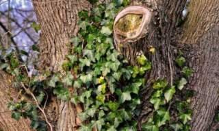 Top Benefits of Regular Vine Removal for Homeowners