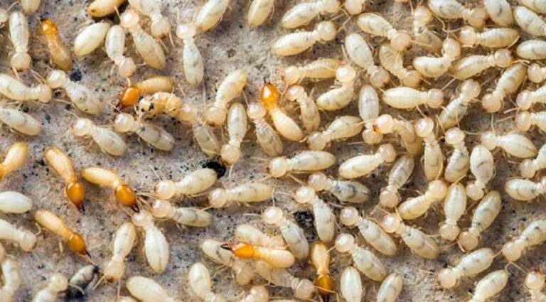 Comprehensive Pest and Termite Control Solutions for Your Property