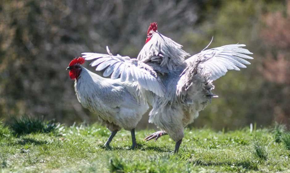 The Best Breeding Practices for Lavender Orpington Chickens