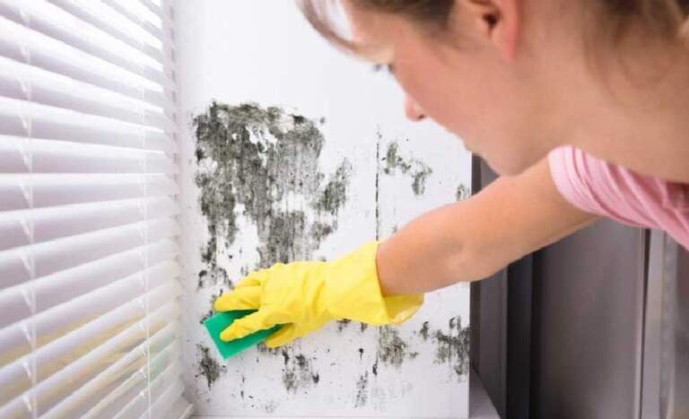 The Dangers of Mold and Mildew from Hidden Home Leaks