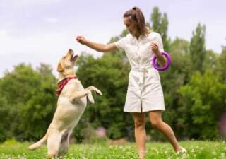 The Importance of Basic Commands in Dog Training