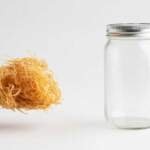 The Link Between Sea Moss Gel and Gut Health—and How It Impacts Immunity