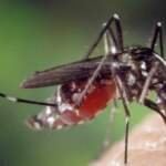 How to Get Rid of Mosquitoes in Your Garden