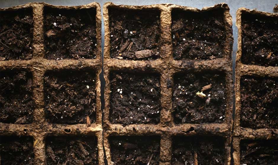Hydroponics vs Soil – What Growers Should Consider
